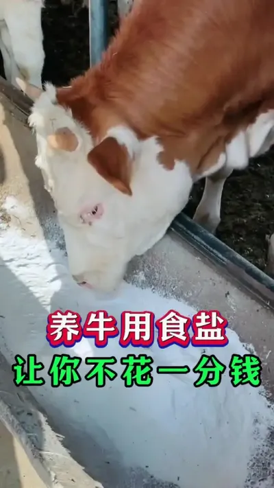 养牛用食盐让你不花一分钱#养牛人#新手养牛#养牛#牛羊养殖