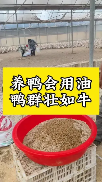 养鸭会用油，鸭群壮如牛#养鸭人 #肉鸭养殖 #禽病防治 #养鸭 #养殖技术交流
