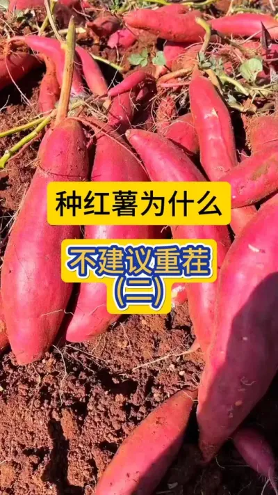 种红薯如果遇到重茬地，该怎么处理呢？#红薯种植 #红薯种植技术 #重茬地 #重茬 #农技知识分享