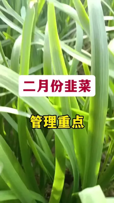 二月份韭菜管理重点。#韭菜管理 #韭菜种植 #韭菜种植管理 #韭菜病害 #二刀韭菜管理