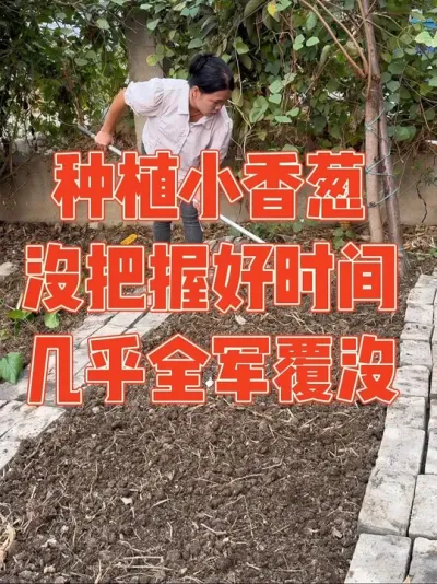 不懂二十四节气，白把种子撒下地，以为四季小香葱跟其他葱一样冬天也能正常生长，结果种了几个月一点没长，几乎全军覆没#小香葱 #种植小技巧 #自己种的纯天然的绿色蔬菜 #强迫症治愈系 #记录真实生活