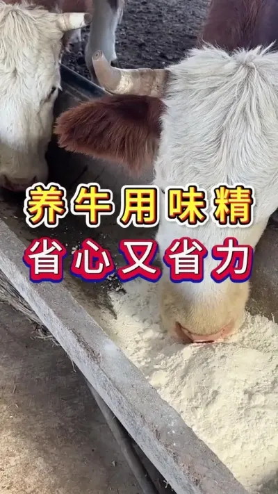 养牛用味精省心又省力#养牛人#三农#养牛#养殖