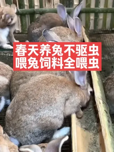 春天养兔不驱虫，喂兔饲料全喂虫 #兔子#养殖#养兔#三农#养兔人