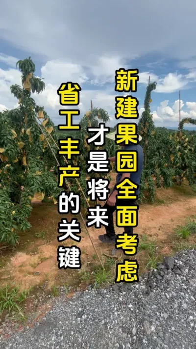 新建果园全面考虑才是将来省工丰产的关键#果树种植 #果园管理 #来抖音学农技 #春耕农技知识 #田间地头实操干货