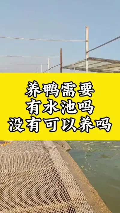 养鸭需要有水池吗，没有可以养吗#肉鸭养殖 #每天分享养殖技术和经验 #养鸭人 #禽病技术指导  #番鸭
