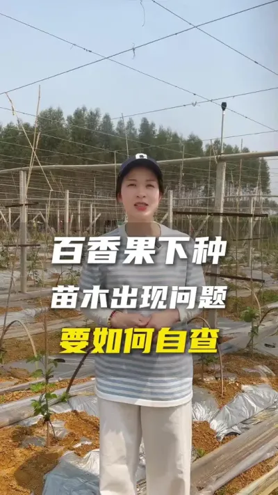 苗木出现问题要自查，往后也会告诉大家应该怎么自查。#百香果#百香果种植#三农