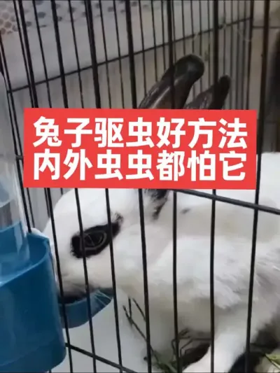 兔子驱虫好方法，内外虫虫都怕它 #三农#养殖#兔子#养兔子#养兔人