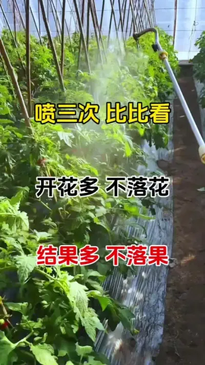 如果您种的作物开花少，开花弱，不开花落花落果不用愁，喷三次，花开不停，结果不断#抖音助农 #促花保果 #农业 #番茄促花