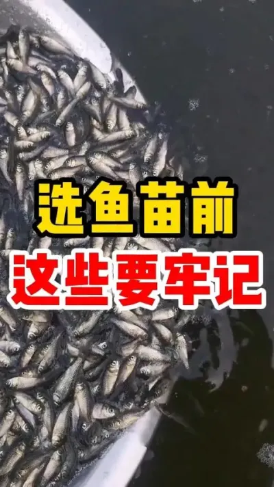 选鱼苗前这些要牢记 #水产养殖 #养鱼 #生态环境 #养殖人加油