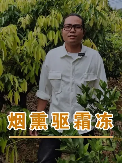 老一辈人喜欢用的荔枝驱霜冻方法#广西灵山荔枝果苗#农业创业#抖音新农人计划2024#吕老师种果苗