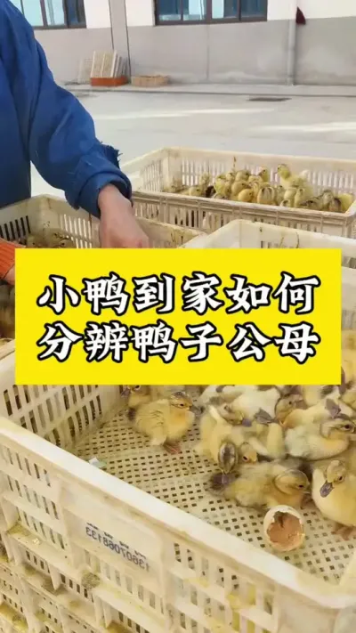 小鸭如何分公母#养鸭人 #禽病技术指导 #肉鸭养殖 #番鸭 #养殖技术交流