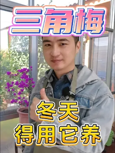 冬天的三角梅用什么肥料最合适？ #养花 #三角梅 #豆粕有机肥