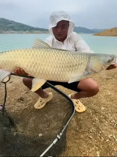 分享科普丨28种常见淡水鱼，你认识多少种呢？ #鱼 #钓鱼 #科普 #淡水鱼