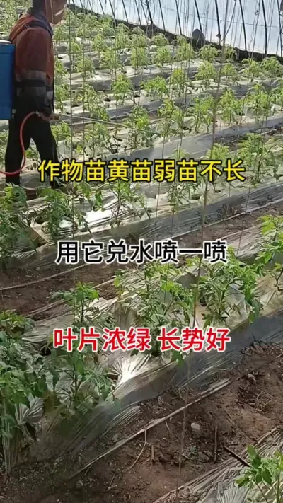 作物苗黄苗弱苗不长，用它兑水喷一喷，叶片浓绿长势好，产量高，瓜果蔬菜都适用#叶绿素 #番茄种植 #农业