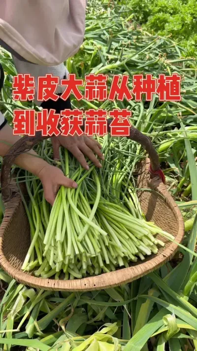 自留种了两款大蒜，种下大半年后，迎来蒜苔大丰收，抽苔抽得真过瘾，连续收获几大篮，直呼又是高产懒人款蔬菜 记录大蒜从种植到收获蒜苔 #大蒜 #蒜苔 #三农流量扶持计划 #强迫症治愈系 #强迫症看了很享受