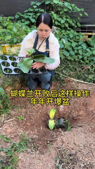 蝴蝶兰开败后，三步操作，年年开爆盆#蝴蝶兰 #种植小技巧 #爱生活爱养花