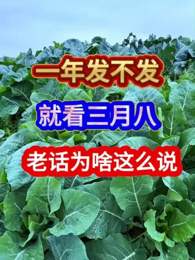 一年发不发就看三月八老话为啥这么说 #农业谚语 #农业种植 #服务三农支持三农 #谚语 #农业天气