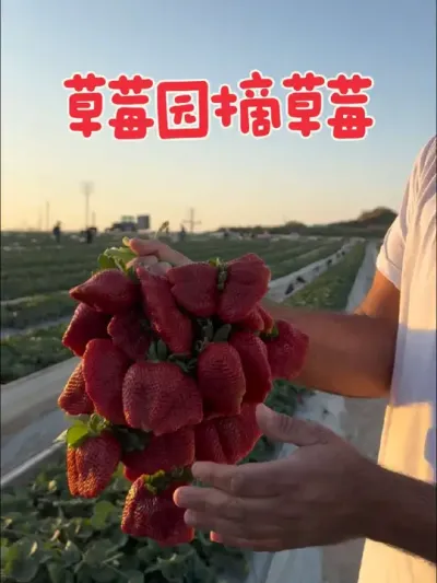 这草莓🍓有科技与狠活吗？ #草莓🍓 #草莓采摘园 #科技与狠活#膨大剂   #农机视频 @抖音小助手