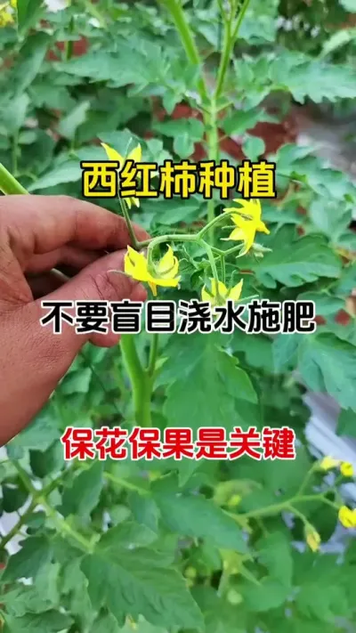 西红柿种植不要盲目浇肥，促花保果是关键#每天分享农业小知识 #促花保果 #促花催花座果灵#番茄种植