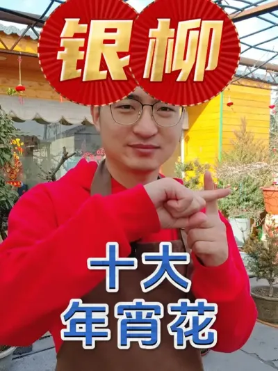 十大最受欢迎的年宵花之银柳！ #养花  #年宵花  #银柳