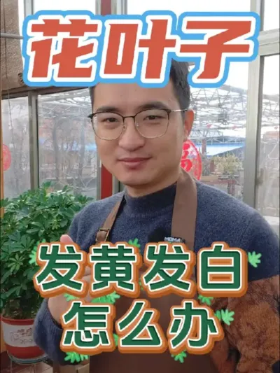 花的叶子总是发黄发白是怎么回事? #养花 #花卉绿植 #室内养花