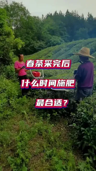 #春茶采完后茶树该怎么施肥#茶树种植技术与管理 #茶树修剪施肥技巧