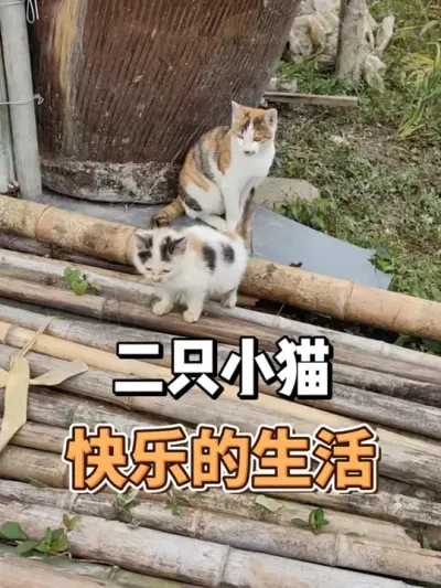 小猫捡来养了大半年了，能看护菜地了 