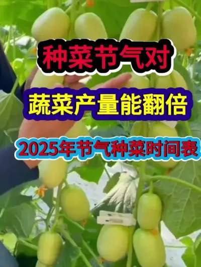 种菜节气对蔬菜产量能翻倍2025年节气种菜时间表 #蔬菜种植 #蔬菜种植技术 #农业种植 #三农 #种植小技巧