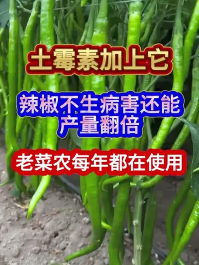 土霉素加上它辣椒不生病害还能产量翻倍老菜农每年都在使用 #辣椒种植 #农业种植 #种植小技巧 #三农 #分享农业知识帮农民增产增收