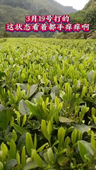 #龙井43茶叶明前茶采摘#茶树种植环境与质量控制 #茶树种植技术与管理