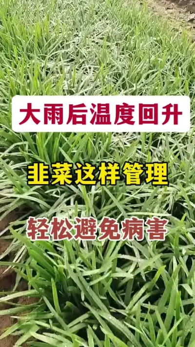 大雨后温度回升，韭菜这样管理，轻松避免病害。#韭菜病害 #病虫害防治 #韭菜种植 #韭菜管理 #农业种植