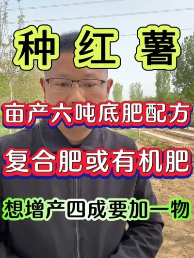 红薯亩产六吨的底肥防害配方 #红薯 #红薯种植 #红薯高产种植 #红薯种植技术 #种红薯