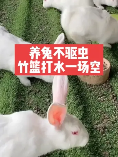 养兔不驱虫，竹篮打水一场空 #兔子#养殖#三农#养兔子#养兔人