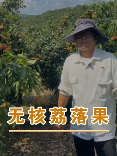 种无核荔心态要好才行#广西灵山荔枝果苗#农业创业#抖音新农人计划2025#吕老师种果苗#荔枝种植管理技术@吕老师