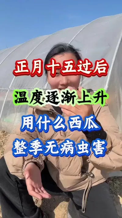 西瓜种植 正月十五过后温度上升用什么西瓜整季无病虫害#西瓜种植 #西瓜管理#西瓜高产#西瓜虫害
