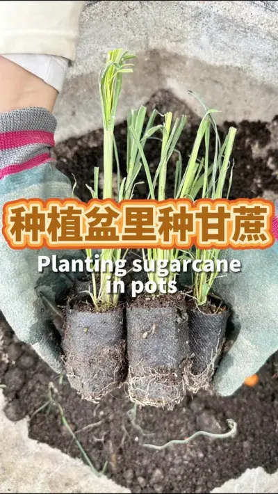 种植盆种甘蔗 用甘蔗组培苗种到种植盆里当盆景，长出来肯定会很有气势#种植小技巧 #在家种菜 #甘蔗种植 #我爱种菜 #阳台种植