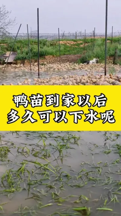 鸭苗到家以后，多久可以下水呢#养鸭人 #肉鸭养殖 #番鸭 #养鸭技术 #养鸭科学管理