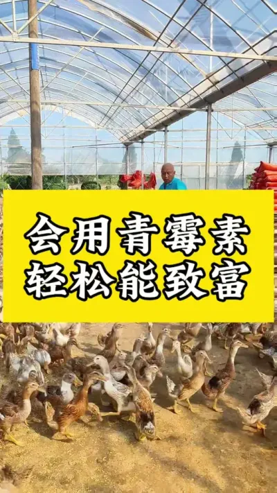 会用青霉素，轻松能致富#肉鸭养殖 #禽病防治 #养鸭 #养殖技术交流 #疾病预防