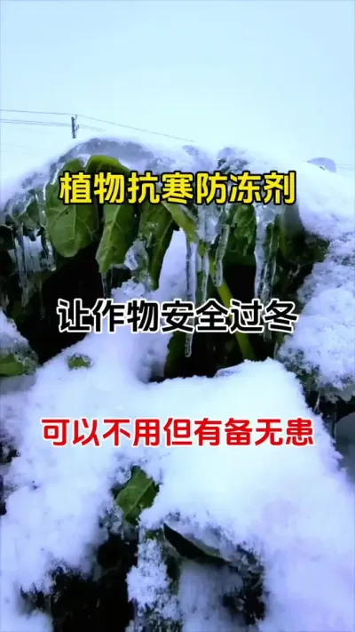 植物抗寒防冻剂瓜果蔬菜花卉苗木，绿植，中药材都可以使用#抗寒神器 #预防冻伤的措施 #三农种植 #番茄种植