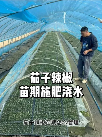 茄子辣椒出苗后怎么施肥，怎么浇水 #农业种植 #三农 #种植 #种菜