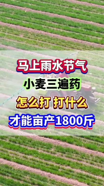 马上雨水节气了，小麦增产的三遍药该怎么打？打什么？ #小麦高产 #小麦种植 #小麦追肥 #小麦三遍药 #传播农业小知识