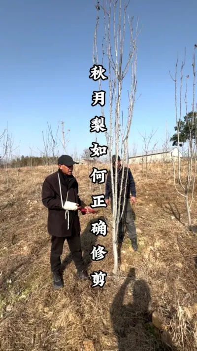 秋月梨如何修剪？要注意第一年有果，两三年之后怎么办？ #秋月梨 #秋月梨修剪 #秋月梨管理 #梨树管理 #种果树的苏老师