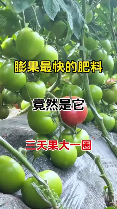 知道让番茄膨果最快的肥料，是什么吗？#膨果肥配方 #抖音助农 #膨果增甜