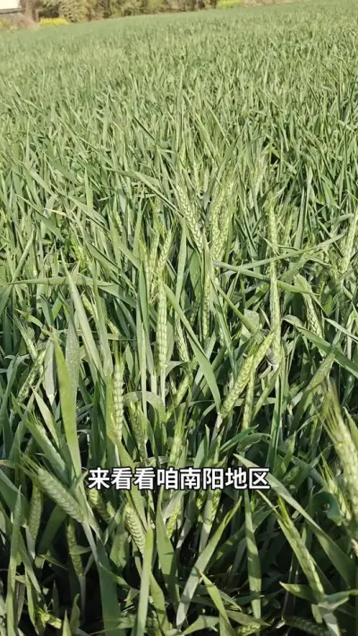 #抖音助农 #三农 #新农人计划 #分享农业知识帮农民增产增收 #传播农业小知识