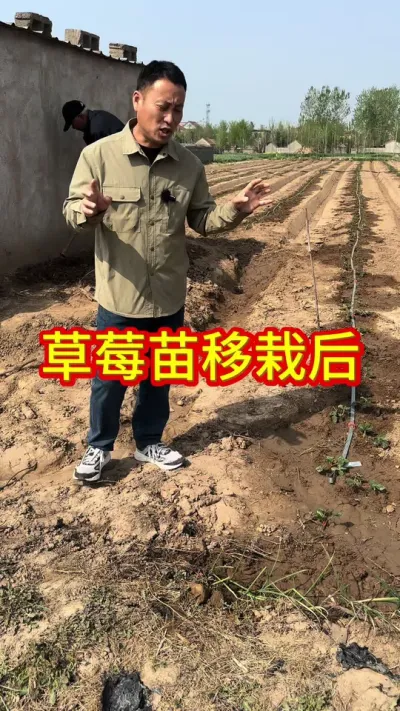 #草莓育苗技术 #草莓种植技术 #优质种苗 #草莓苗出售