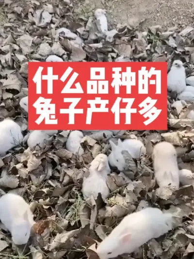 什么品种的兔子产仔多，你知道吗？ #兔子#养殖#三农#养兔人