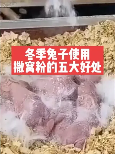 冬季兔子使用撒窝粉的五大好处 #三农#养殖#兔子#养兔子