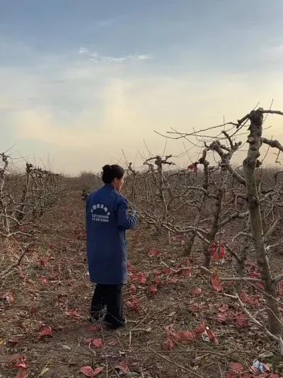 找的几个师傅剪的挺快#2024新农人计划 #传播农业小知识 #果树管理技术