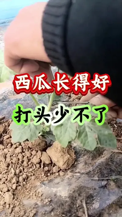 西瓜种植 西瓜长得好打头少不了#西瓜种植#西瓜管理#西瓜打头#早春西瓜