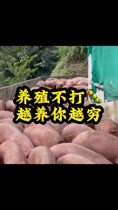 #农村养猪专业户 #猪喂什么饲料长得最快 #所有养猪人 #每天分享养猪知识 #服务三农支持三农
